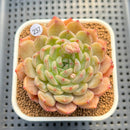 Echeveria 'Haeon' 2"-3" Succulent Plant Cutting