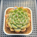 Echeveria 'Haeon' 2"-3" Succulent Plant Cutting