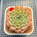 Echeveria 'Haeon' 2"-3" Succulent Plant Cutting