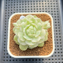 Echeveria Derenbergii Variegated 2" Succulent Plant Cutting