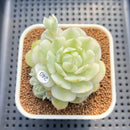 Echeveria Derenbergii Variegated 2" Succulent Plant Cutting