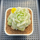 Echeveria Derenbergii Variegated 2" Succulent Plant Cutting