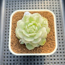 Echeveria Derenbergii Variegated 2" Succulent Plant Cutting