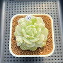 Echeveria Derenbergii Variegated 2" Succulent Plant Cutting