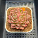Echeveria 'Spring Wind' 3"-4" New Hybrid Succulent Plant Cutting