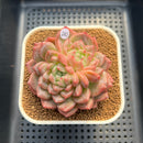 Echeveria 'Spring Wind' 3"-4" New Hybrid Succulent Plant Cutting
