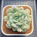 Echeveria 'Bubble Rose' 2" Succulent Plant Cutting