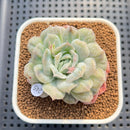 Echeveria 'Bubble Rose' 2" Succulent Plant Cutting