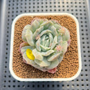 Echeveria 'Bubble Rose' 2" Succulent Plant Cutting