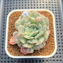 Echeveria 'Bubble Rose' 2" Succulent Plant Cutting