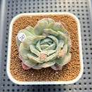 Echeveria 'Bubble Rose' 2" Succulent Plant Cutting