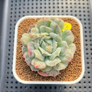 Echeveria 'Bubble Rose' 2" Succulent Plant Cutting