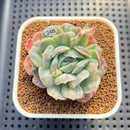 Echeveria 'Bubble Rose' 2" Succulent Plant Cutting