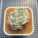 Echeveria 'Bubble Rose' 2" Succulent Plant Cutting