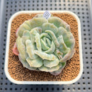 Echeveria 'Bubble Rose' 2" Succulent Plant Cutting
