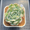 Echeveria 'Bubble Rose' 2" Succulent Plant Cutting