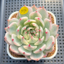 Echeveria Chihuahuaensis Variegated 3" Succulent Plant Cutting