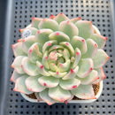 Echeveria Chihuahuaensis Variegated 3" Succulent Plant Cutting
