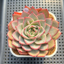 Echeveria 'Nicholas' 4" Succulent Plant Cutting