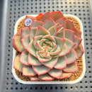 Echeveria 'Nicholas' 4" Succulent Plant Cutting