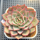 Echeveria 'Nicholas' 4" Succulent Plant Cutting