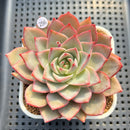 Echeveria 'Nicholas' 4" Succulent Plant Cutting