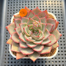 Echeveria 'Nicholas' 4" Succulent Plant Cutting