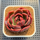 Echeveria 'Pachai' 2"-3 Succulent Plant Cutting