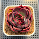 Echeveria 'Pachai' 2"-3 Succulent Plant Cutting