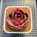 Echeveria 'Pachai' 2"-3 Succulent Plant Cutting
