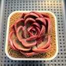 Echeveria 'Pachai' 2"-3 Succulent Plant Cutting