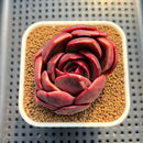 Echeveria 'Pachai' 2"-3 Succulent Plant Cutting
