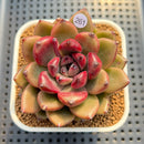 Pachyveria 'Entetee' 3" New Hybrid Succulent Plant Cutting