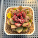 Pachyveria 'Entetee' 3" New Hybrid Succulent Plant Cutting