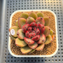 Pachyveria 'Entetee' 3" New Hybrid Succulent Plant Cutting
