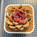 Pachyveria 'Entetee' 3" New Hybrid Succulent Plant Cutting