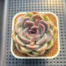 Echeveria 'Lavender Rose' 2"-3" Succulent Plant Cutting