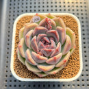 Echeveria 'Lavender Rose' 2"-3" Succulent Plant Cutting