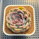 Echeveria 'Lavender Rose' 2"-3" Succulent Plant Cutting
