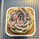 Echeveria 'Lavender Rose' 2"-3" Succulent Plant Cutting