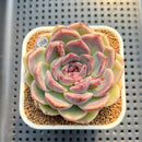 Echeveria 'Lavender Rose' 2"-3" Succulent Plant Cutting