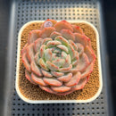 Echeveria 'Jade Heart' 3" Succulent Plant Cutting