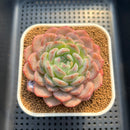 Echeveria 'Jade Heart' 3" Succulent Plant Cutting