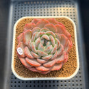 Echeveria 'Jade Heart' 3" Succulent Plant Cutting