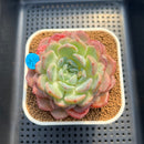 Echeveria 'Jade Heart' 3" Succulent Plant Cutting
