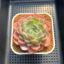 Echeveria 'Jade Heart' 3" Succulent Plant Cutting