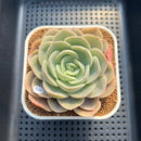Echeveria 'Hanacho' 3" Succulent Plant Cutting