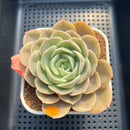 Echeveria 'Hanacho' 3" Succulent Plant Cutting