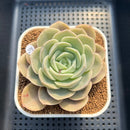 Echeveria 'Hanacho' 3" Succulent Plant Cutting