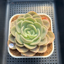 Echeveria 'Hanacho' 3" Succulent Plant Cutting